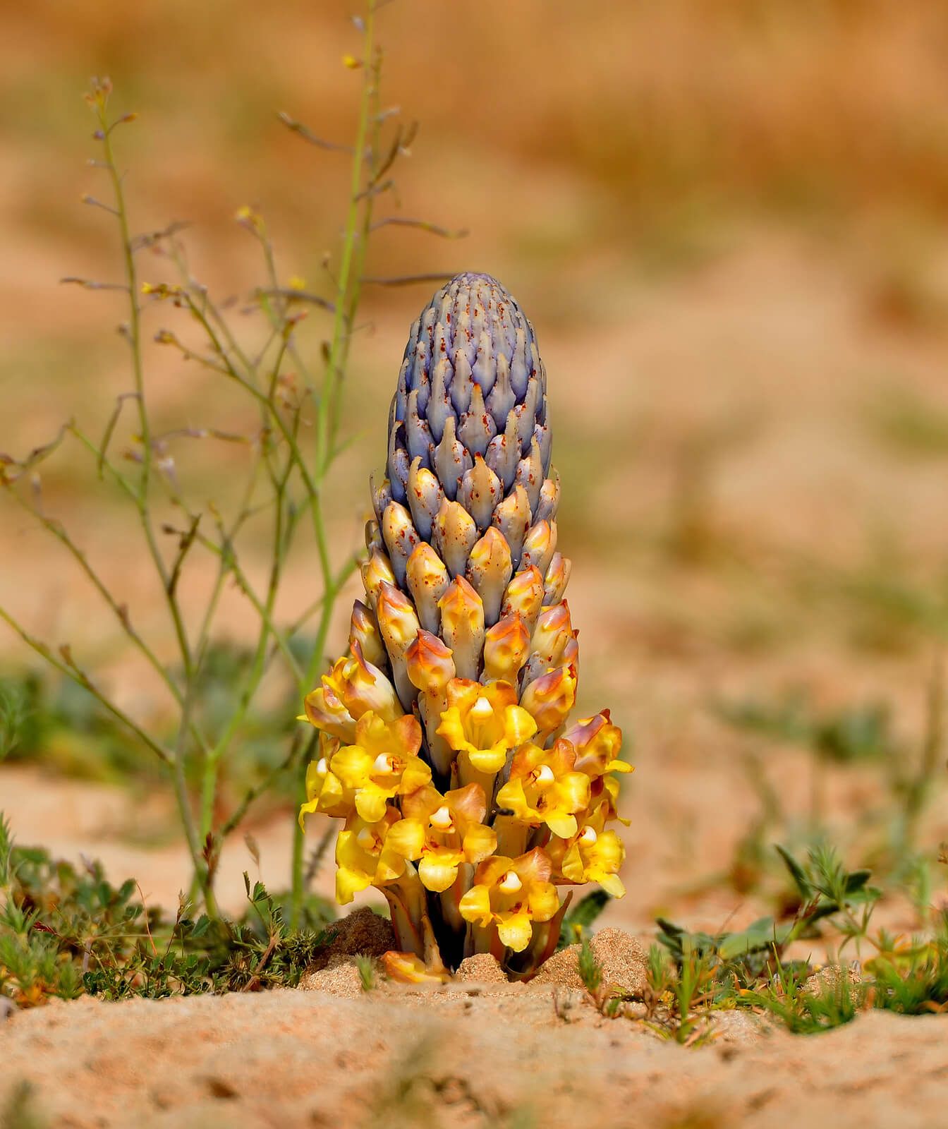 Cistanche 100 Grams